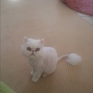 Meet your Posher, Susan