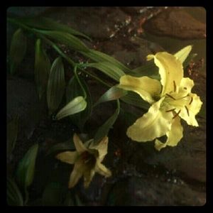 Meet your Posher, Alex