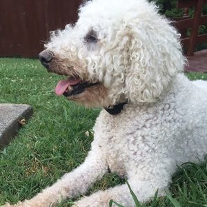 Meet your Posher, Abby