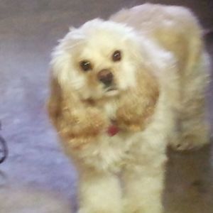 Meet your Posher, Sharon smith