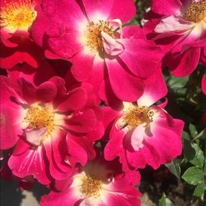 Meet your Posher, Susie