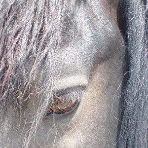 Meet your Posher, Avis