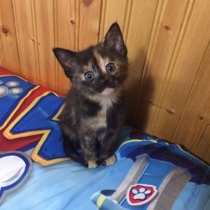 Meet your Posher, Gina