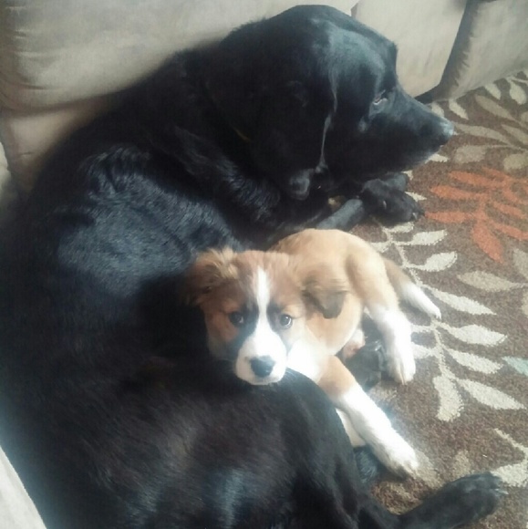 Meet your Posher, Carol - Picture 2 of 4