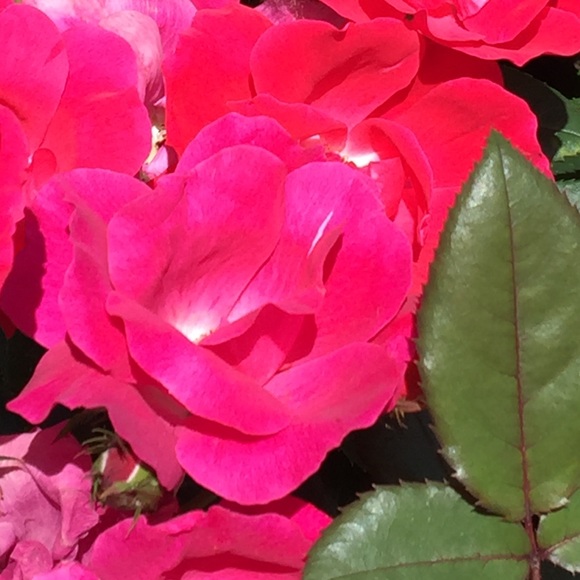 Meet your Posher, Kristine - Picture 1 of 1