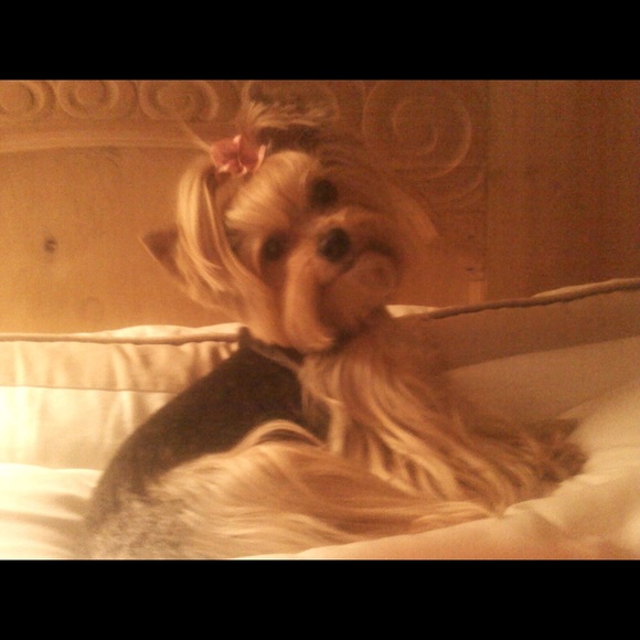 Meet your Posher, Ronye - Picture 3 of 8