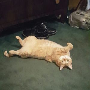 Meet your Posher, Abby