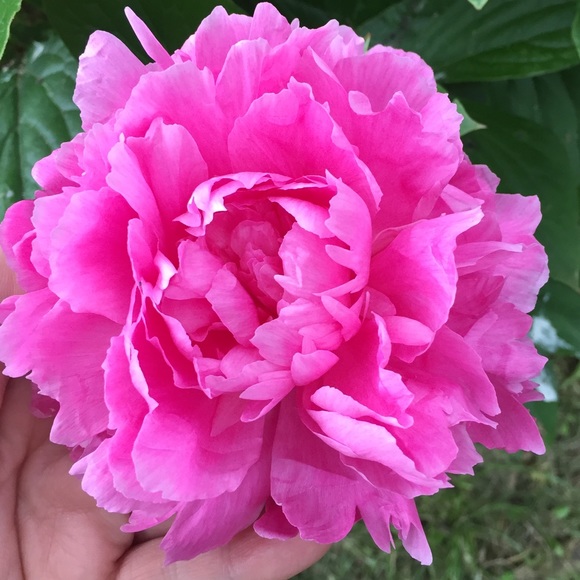 Meet your Posher, Monet - Picture 2 of 2