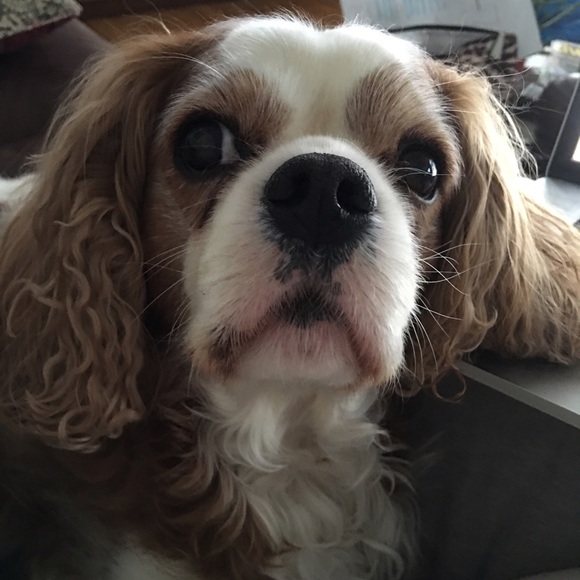 Meet your Posher, Renee - Picture 1 of 1