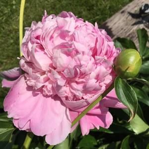 Meet your Posher, Kara