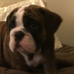 Meet your Posher, Harvey