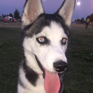 Meet your Posher, Josefina