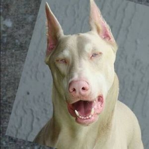 Meet your Posher, Lorrainne