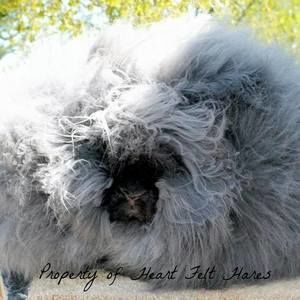 Meet your Posher, Debbie