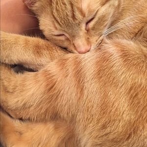 Meet your Posher, Nell