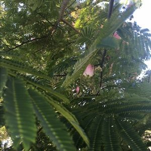 Meet your Posher, Maya