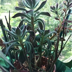 Meet your Posher, Pamela