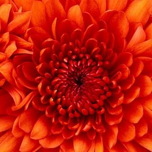 Meet your Posher, Blanca