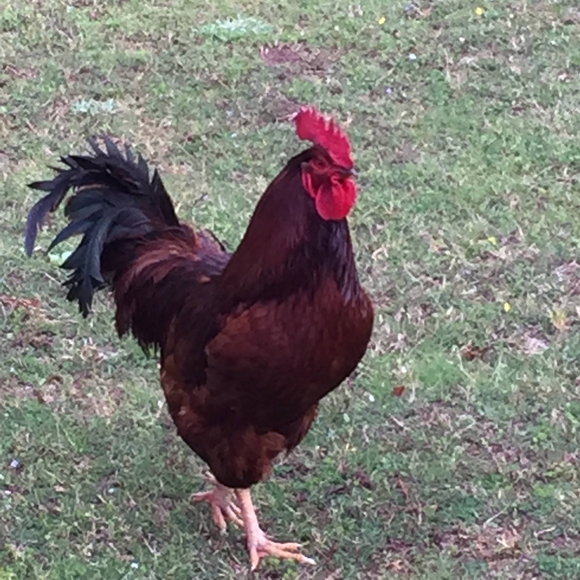 Meet your Posher, Kathy - Picture 1 of 1