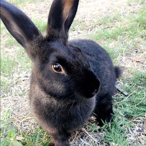 Meet your Posher, Cassandra