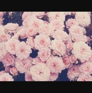 Meet your Posher, Jane