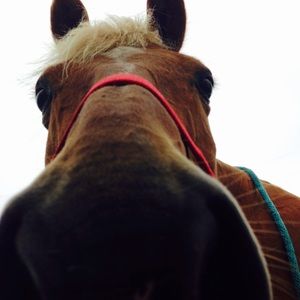 Meet your Posher, Lilli