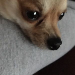 Meet your Posher, Theodore