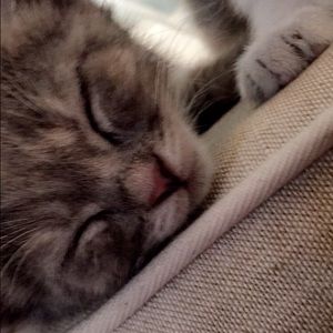 Meet your Posher, Molly