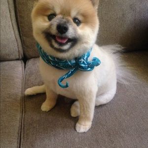 Meet your Posher, Jenny