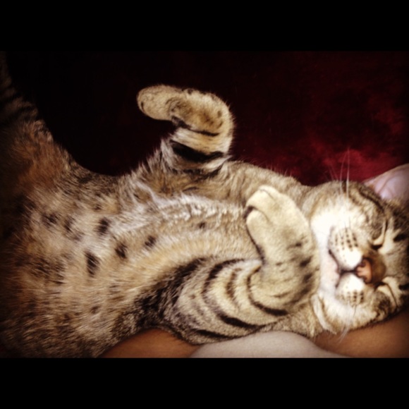 Meet your Posher ❤️💋💄💃🏽😻 - Picture 2 of 4