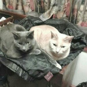 Meet your Posher, Mallory