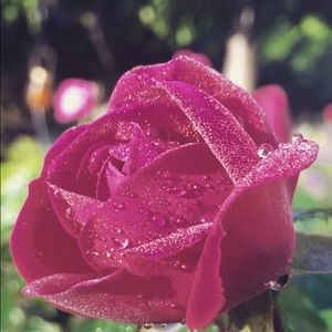 Meet your Posher, Loise