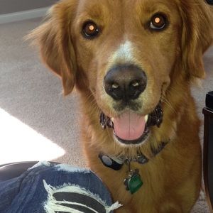 Meet your Posher, Bailey