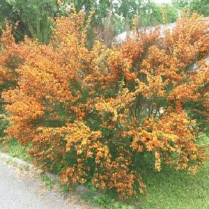 Meet your Posher, Penny