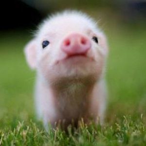 Meet your Posher, Lan