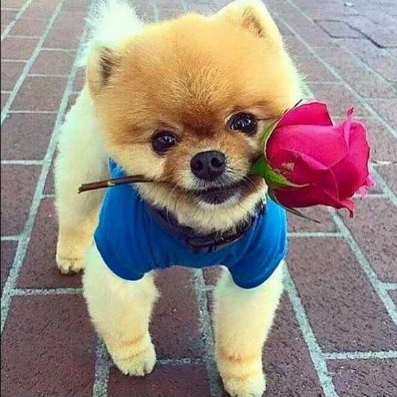 Meet your Posher, Helan