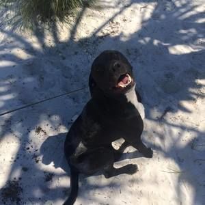 Meet your Posher, Dawn