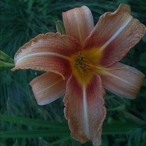 Meet your Posher, Emma maria