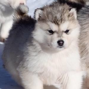 Meet your Posher, Marjorie