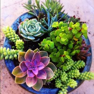 Meet your Posher, Misty