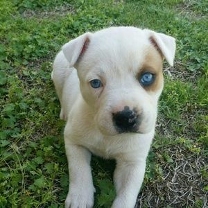 Meet your Posher, Krista