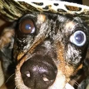 Meet your Posher, Ann