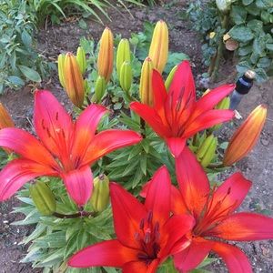 Meet your Posher, Cris