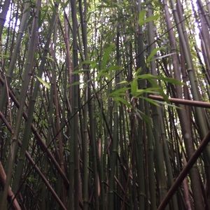 Meet your Posher, Corey