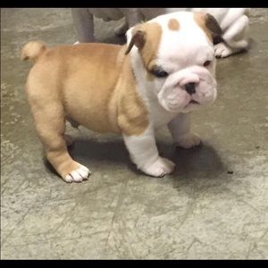 Meet your Posher, Ashton