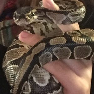 Meet your Posher, Laura