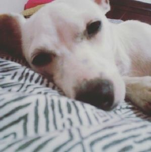 Meet your Posher, Destiny