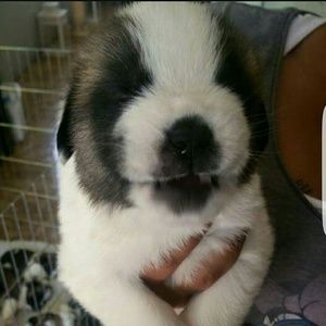 Meet your Posher, Deisy