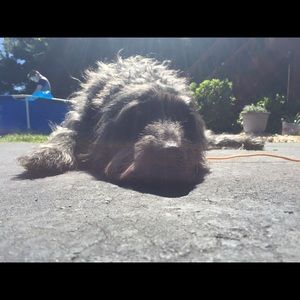 Meet your Posher, Ella