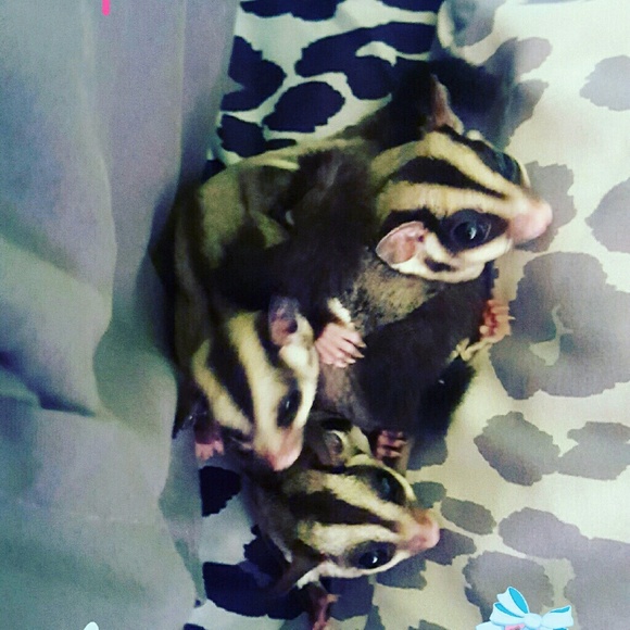 Meet your Posher, Morgan